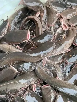 Premium Cat Fish and Mackerel
