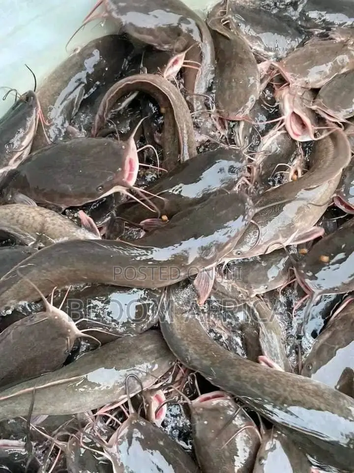 Premium Cat Fish and Mackerel