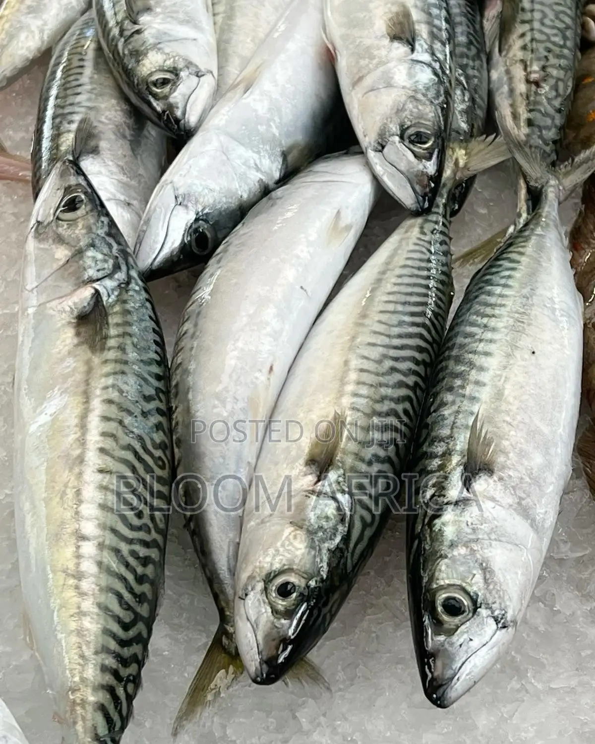 Premium Cat Fish and Mackerel