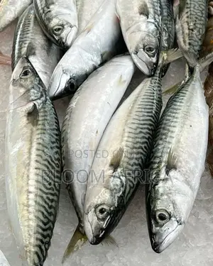 Premium Cat Fish and Mackerel