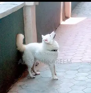 1+ year Male Purebred American Eskimo