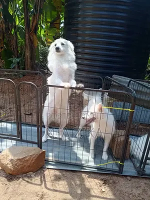 1+ year Female Purebred American Eskimo