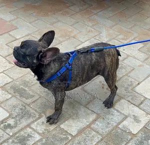 6-12 months Male Purebred French Bulldog