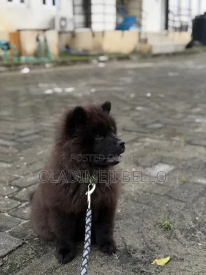 1-3 months Female Purebred Chow Chow