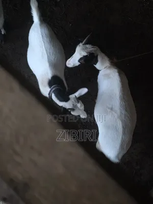 Local Female Goats With Kids (Male and Female) and Pregnant Female