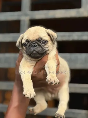 1-3 months Female Purebred Pug