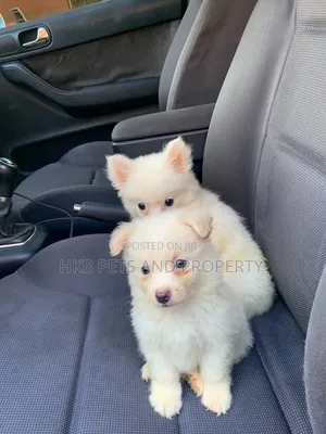 1-3 months Female Purebred American Eskimo