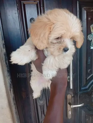 1-3 months Male Purebred Lhasa Apso