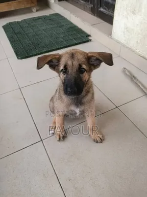 3-6 months Male Purebred German Shepherd