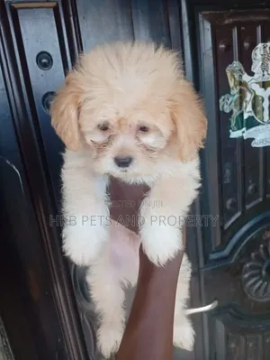 1-3 months Male Purebred Lhasa Apso