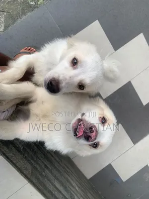 6-12 months Male Purebred American Eskimo