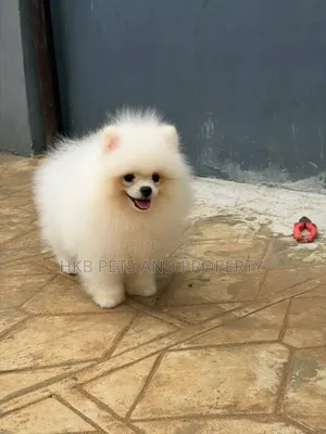 6-12 months Female Purebred Pomeranian