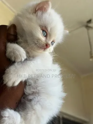 1-3 months Female Purebred Persian
