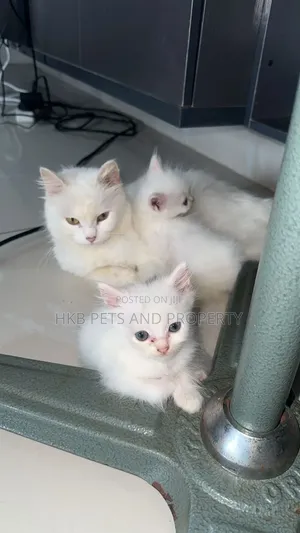 1-3 months Male Purebred Persian