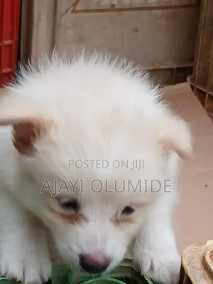 1-3 months Female Purebred American Eskimo