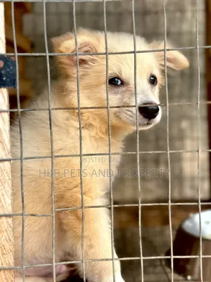 1-3 months Female Purebred American Eskimo