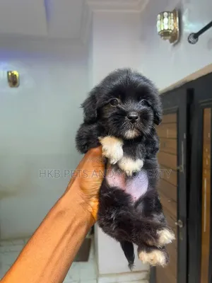 1-3 months Female Purebred Lhasa Apso