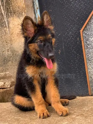 3-6 months Female Purebred German Shepherd