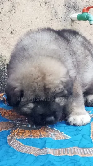 1-3 months Female Purebred Caucasian Shepherd