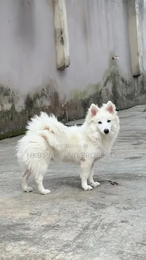6-12 months Female Purebred American Eskimo