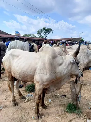 Health Live Cow Is Available for Sale in Awka Anambra State