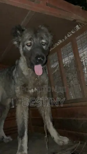 6-12 months Male Purebred Caucasian Shepherd
