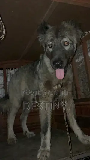 6-12 months Male Purebred Caucasian Shepherd