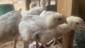 3 Weeks Broilers Available for Sale