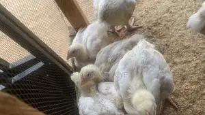 3 Weeks Broilers Available for Sale
