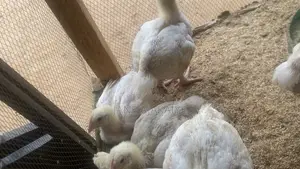 3 Weeks Broilers Available for Sale