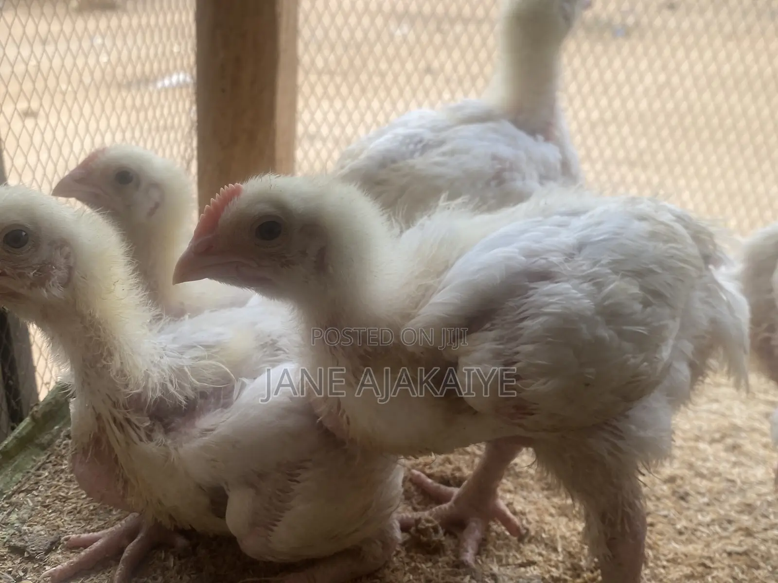 3 Weeks Broilers Available for Sale