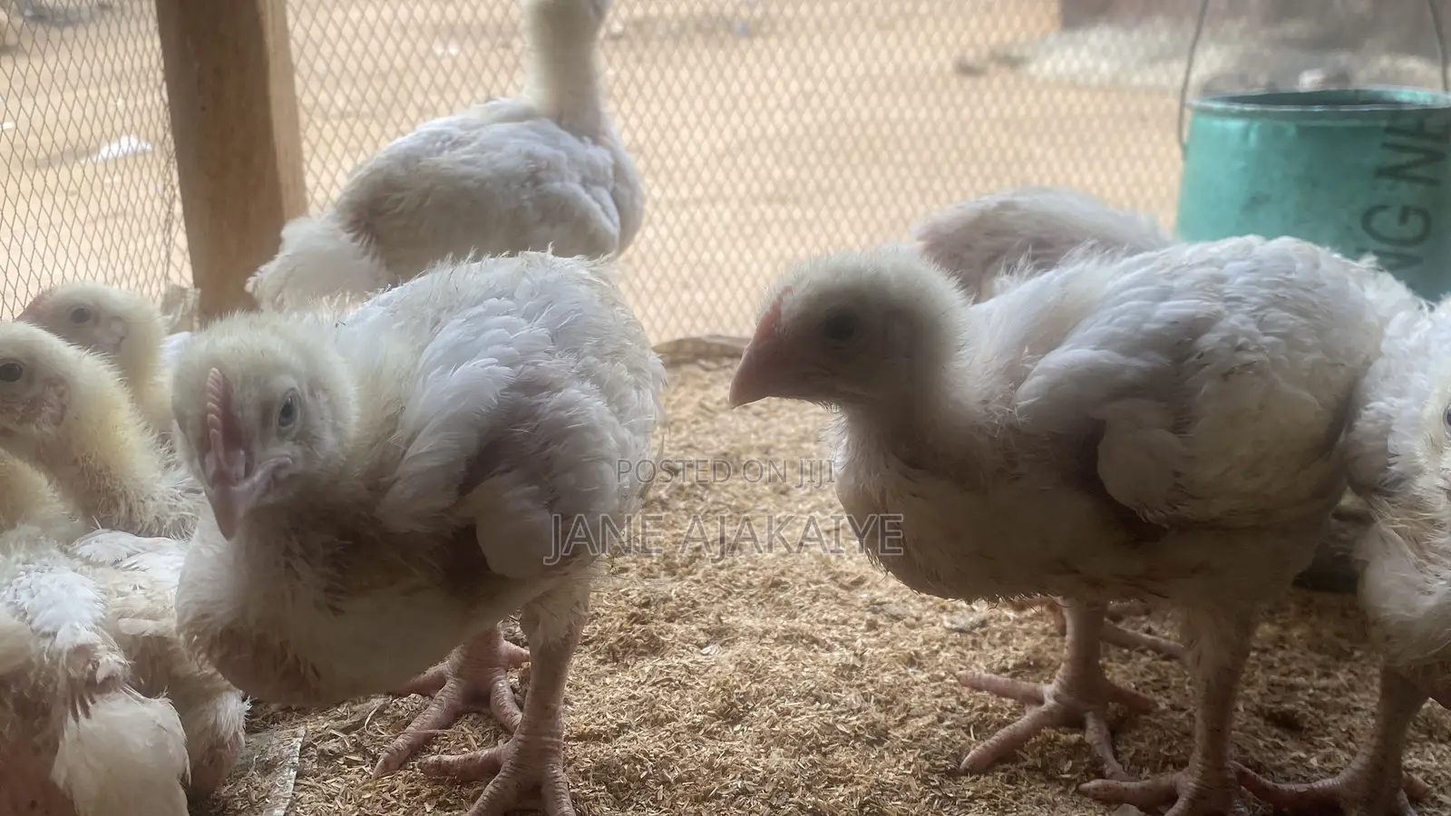 3 Weeks Broilers Available for Sale