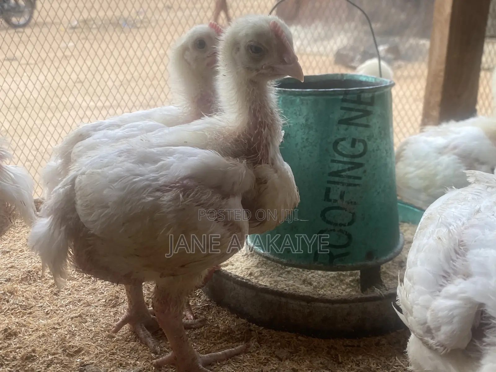 3 Weeks Broilers Available for Sale