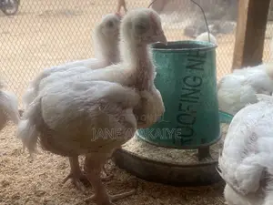 3 Weeks Broilers Available for Sale