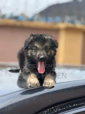 1-3 months Female Purebred German Shepherd