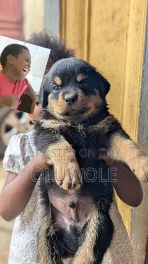 1-3 months Male Purebred Rottweiler