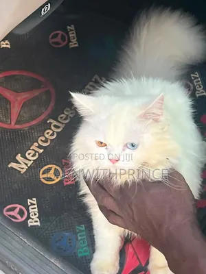 3-6 months Female Purebred Persian