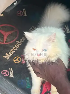 3-6 months Female Purebred Persian