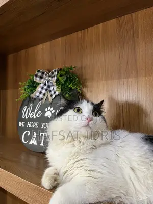 1+ year Male Mixed Breed Persian