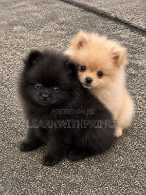1-3 months Male Purebred Pomeranian