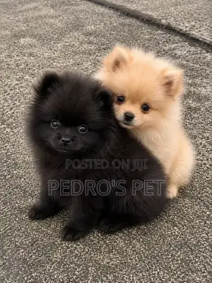 1-3 months Male Purebred Pomeranian