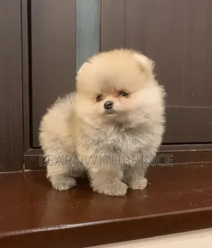 1-3 months Female Purebred Pomeranian