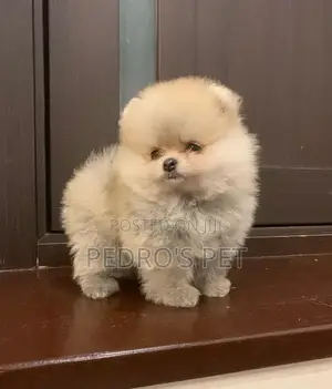 1-3 months Female Purebred Pomeranian