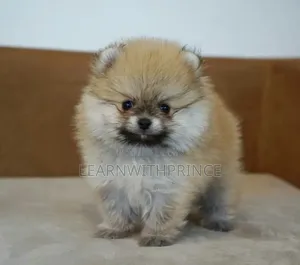 1-3 months Female Purebred Pomeranian