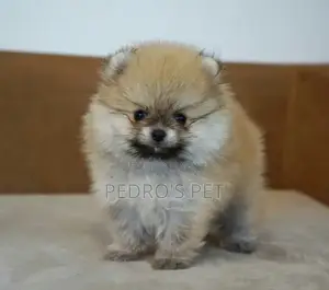 1-3 months Female Purebred Pomeranian