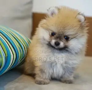 1-3 months Female Purebred Pomeranian