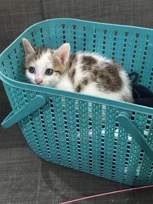 1-3 months Male Purebred American Shorthair