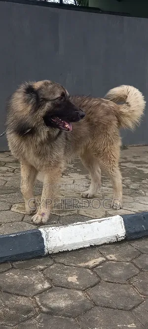 Caucasian Shepherd Available for Stud Services