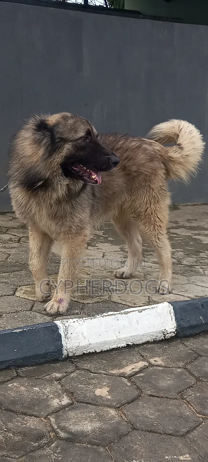 Caucasian Shepherd Available for Stud Services