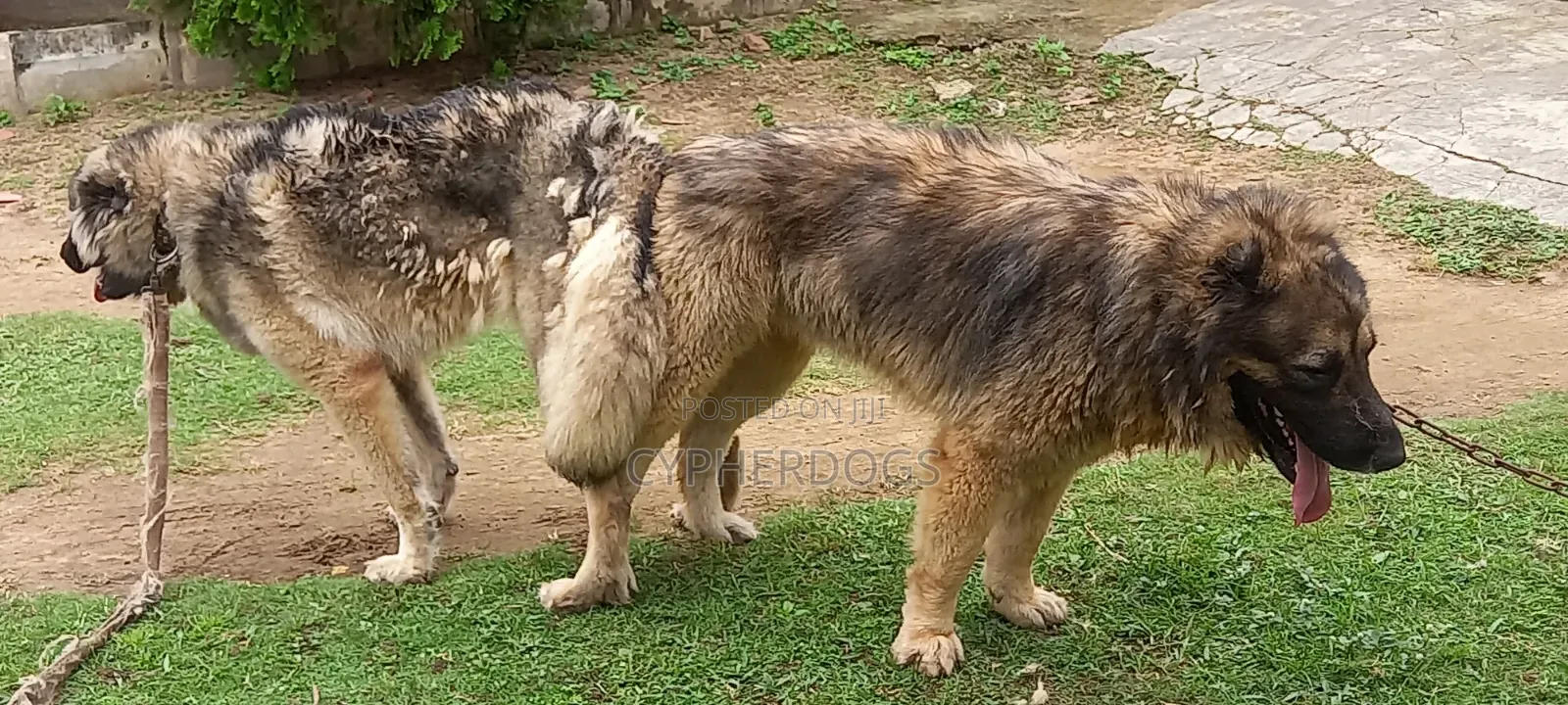 Caucasian Shepherd Available for Stud Services